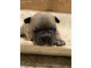 French Bulldog Puppy for sale in Blue Springs, MS, USA