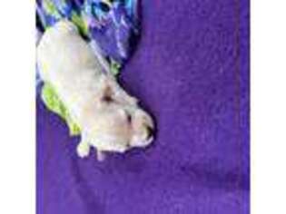 Bichon Frise Puppy for sale in Macon, GA, USA