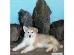 Alaskan Malamute Puppy for sale in Courtland, VA, USA