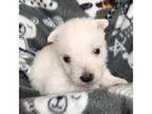 West Highland White Terrier Puppy for sale in Gobles, MI, USA