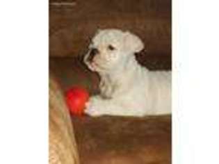 Bulldog Puppy for sale in Ranburne, AL, USA