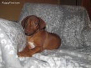 Rhodesian Ridgeback Puppy for sale in Toccoa, GA, USA