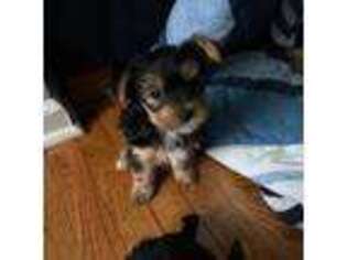 Yorkshire Terrier Puppy for sale in Gainesville, GA, USA