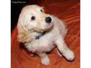 Goldendoodle Puppy for sale in Blanco, TX, USA