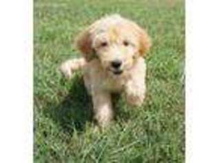 Goldendoodle Puppy for sale in Huntsville, AL, USA