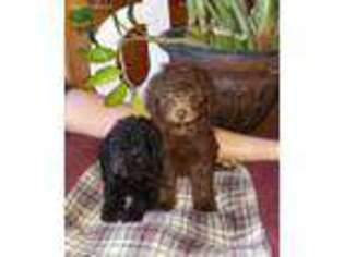 Goldendoodle Puppy for sale in Covington, OH, USA