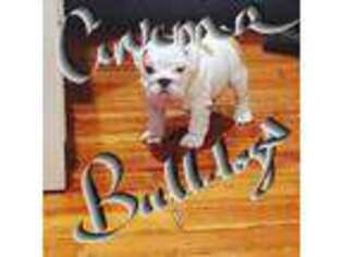 Bulldog Puppy for sale in Bloomington, IL, USA