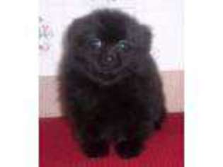 Pomeranian Puppy for sale in Puyallup, WA, USA