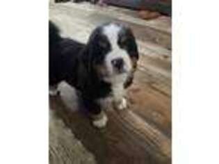 Bernese Mountain Dog Puppy for sale in Wilson, WI, USA