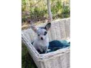 Chihuahua Puppy for sale in Niangua, MO, USA