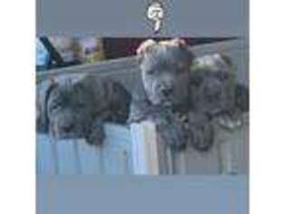 Cane Corso Puppy for sale in Long Beach, CA, USA