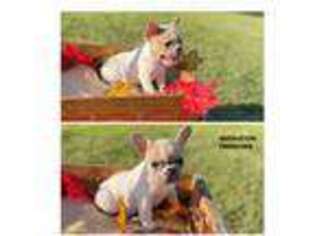 French Bulldog Puppy for sale in Broken Arrow, OK, USA