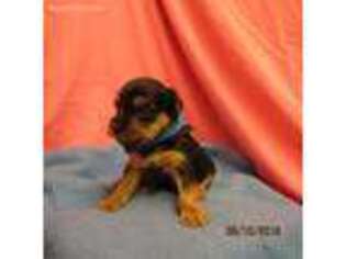 Yorkshire Terrier Puppy for sale in Morgantown, KY, USA