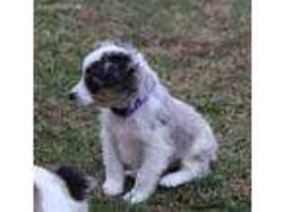 Miniature Australian Shepherd Puppy for sale in Farmington, MO, USA