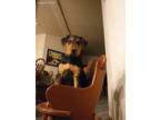 Airedale Terrier Puppy for sale in Naches, WA, USA