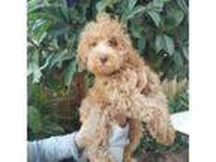 Labradoodle Puppy for sale in Posey, CA, USA