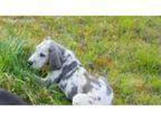 Great Dane Puppy for sale in Eatonton, GA, USA