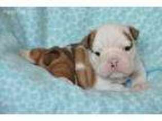 Bulldog Puppy for sale in Beaver Creek, MN, USA