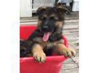 German Shepherd Dog Puppy for sale in Dunnellon, FL, USA