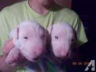 Bull Terrier Puppy for sale in ILION, NY, USA
