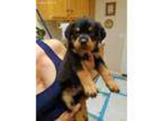 Rottweiler Puppy for sale in Queen Creek, AZ, USA