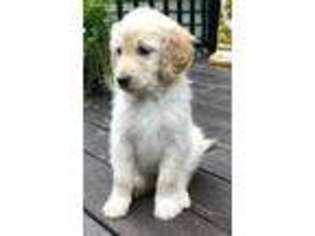 Goldendoodle Puppy for sale in Westminster, MA, USA