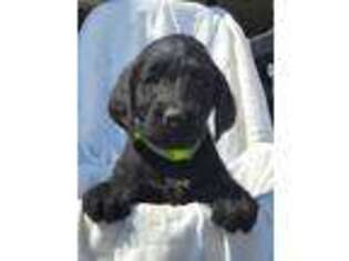 Labradoodle Puppy for sale in Ionia, IA, USA