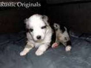Miniature Australian Shepherd Puppy for sale in Akeley, MN, USA