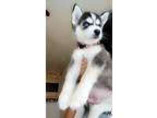 Siberian Husky Puppy for sale in Kingsville, TX, USA