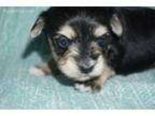 Mutt Puppy for sale in Central Islip, NY, USA