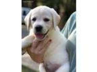 Labrador Retriever Puppy for sale in Acworth, GA, USA