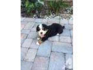 Bernese Mountain Dog Puppy for sale in LAKELAND, FL, USA