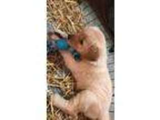 Golden Retriever Puppy for sale in Pontiac, IL, USA