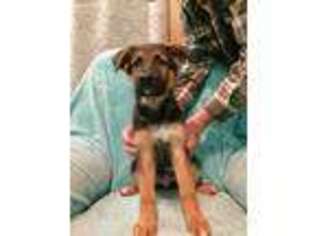 German Shepherd Dog Puppy for sale in Powell, TN, USA