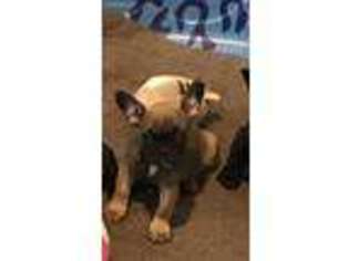 French Bulldog Puppy for sale in Wrightwood, CA, USA