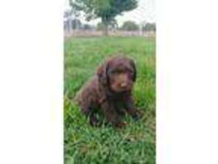 Labradoodle Puppy for sale in Hutchinson, KS, USA
