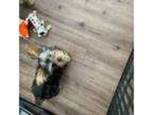 Yorkshire Terrier Puppy for sale in Ocilla, GA, USA