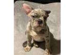 French Bulldog Puppy for sale in Everett, WA, USA