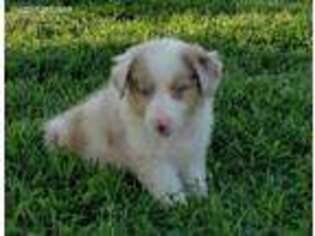 Australian Shepherd Puppy for sale in Lynnfield, MA, USA