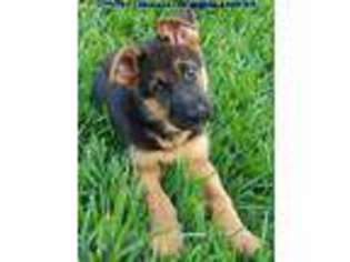 German Shepherd Dog Puppy for sale in Fellsmere, FL, USA