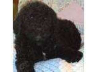 Labradoodle Puppy for sale in MONTAGUE, MI, USA
