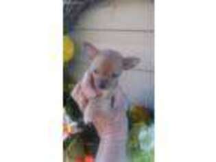 Chihuahua Puppy for sale in Ringgold, VA, USA