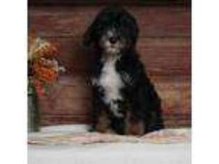 Mutt Puppy for sale in Fontanelle, IA, USA