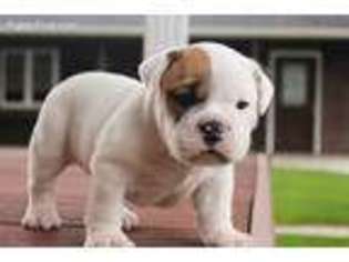 Bulldog Puppy for sale in New Haven, IN, USA