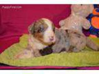 Mutt Puppy for sale in Evensville, TN, USA