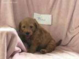 Goldendoodle Puppy for sale in North Bangor, NY, USA