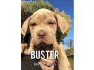 Neapolitan Mastiff Puppy for sale in Billings, MO, USA