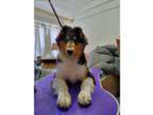 Collie Puppy for sale in Lewiston, ID, USA