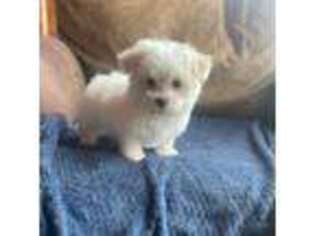 Maltese Puppy for sale in New Castle, PA, USA