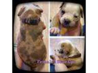 Olde English Bulldogge Puppy for sale in Breckenridge, MI, USA